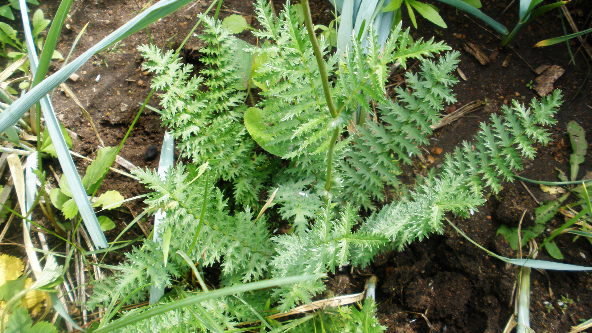 Царица лугов — Лабазник вязолистный (Filipendula ulmaria) – Народные проекты